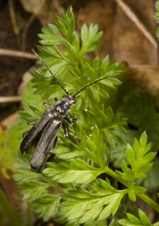 irrequieto: Cantharis tristis