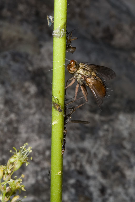 invischiata