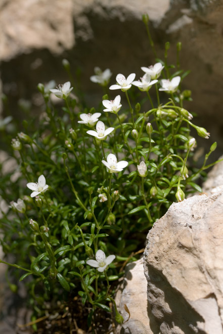 Moehringia papulosa / Centonchio granelloso