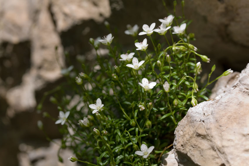 Moehringia papulosa / Centonchio granelloso