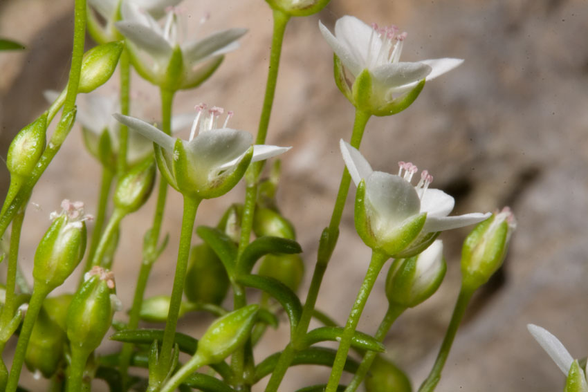 Moehringia papulosa / Centonchio granelloso