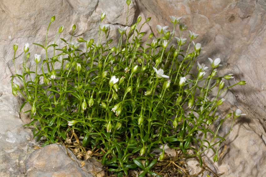 Moehringia papulosa / Centonchio granelloso