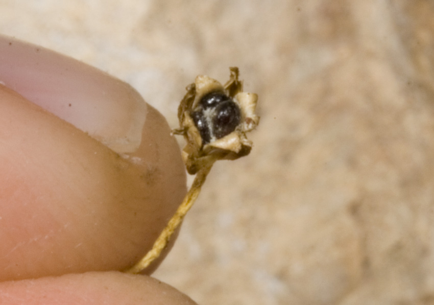 Moehringia papulosa / Centonchio granelloso