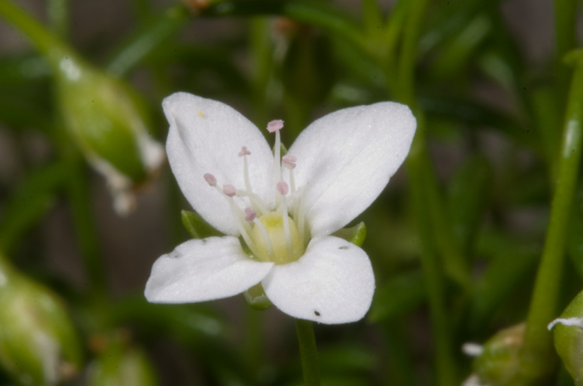 Moehringia papulosa / Centonchio granelloso