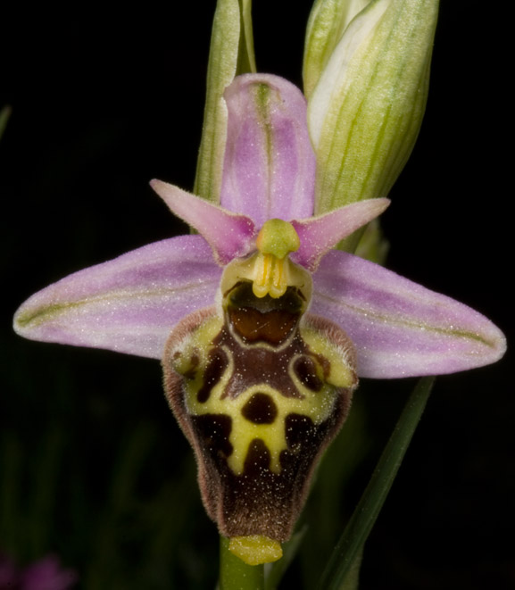 Ophrys fuciflora ...strane