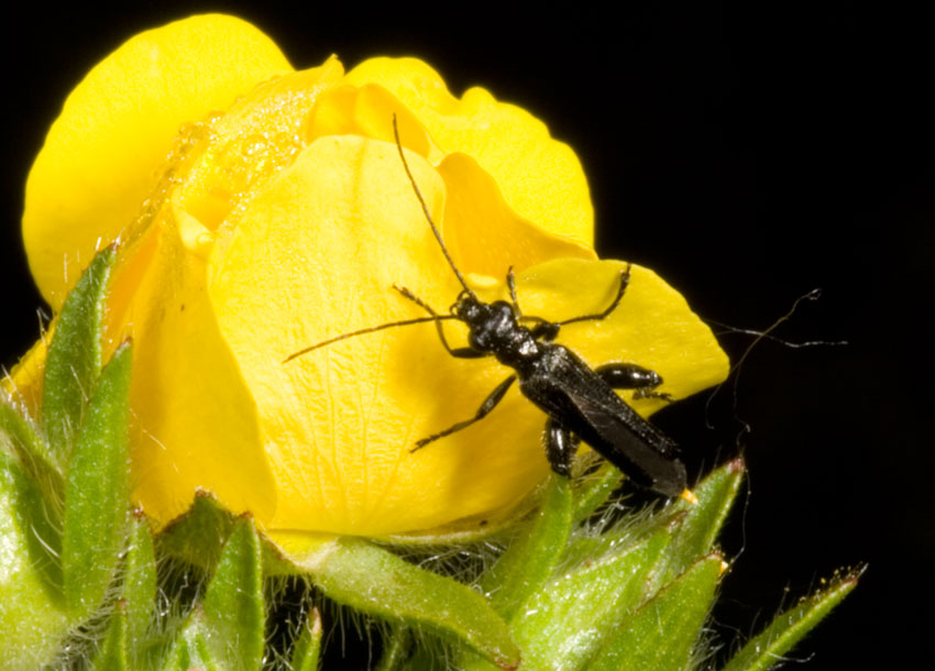 chi sar? Oedemera atrata