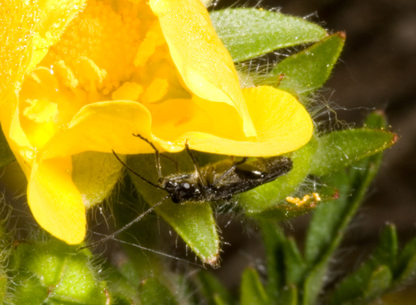 chi sar? Oedemera atrata