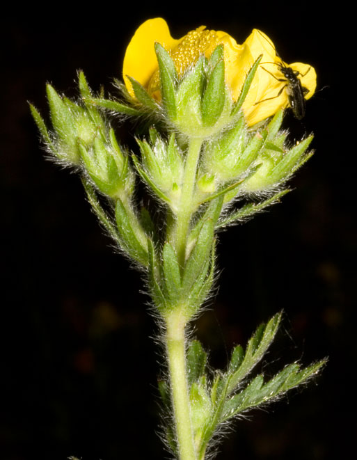 chi sar? Oedemera atrata