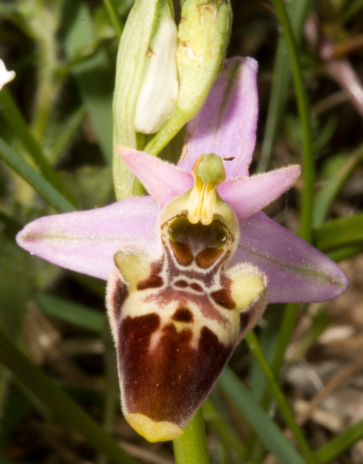 Ophrys fuciflora ...strane