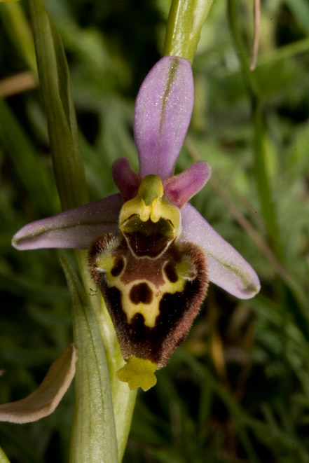 Ophrys fuciflora ...strane