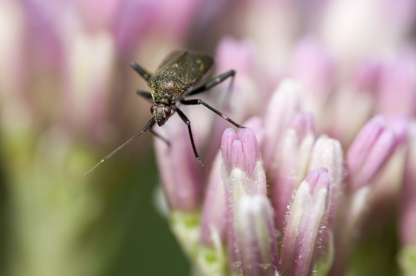 Miridae: Closterotomus cinctipes dell''Appennino umbro