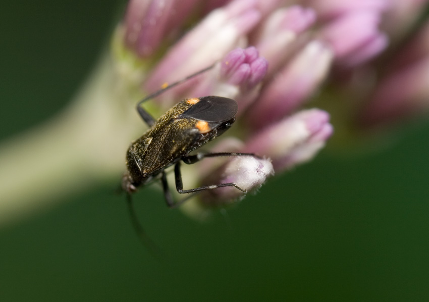 Miridae: Closterotomus cinctipes dell''Appennino umbro