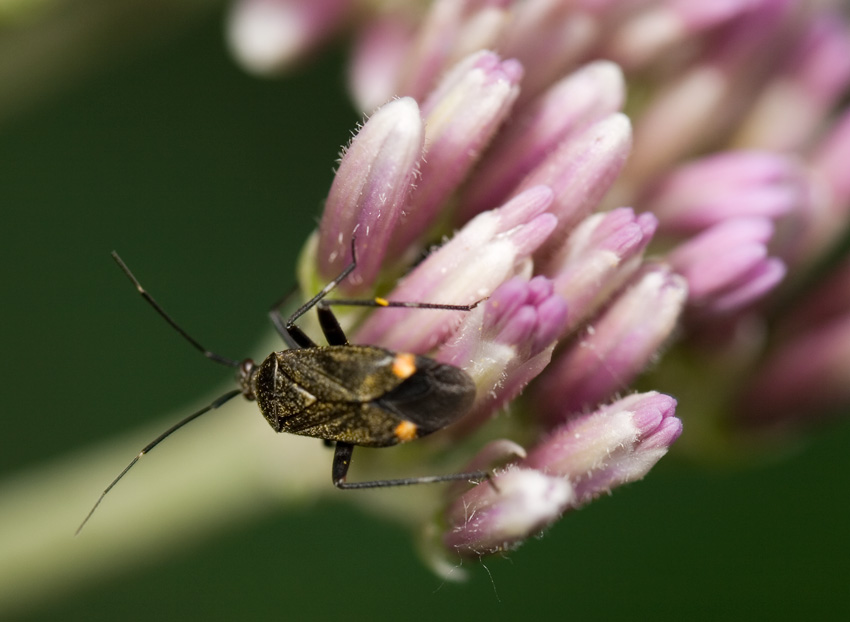 Miridae: Closterotomus cinctipes dell''Appennino umbro