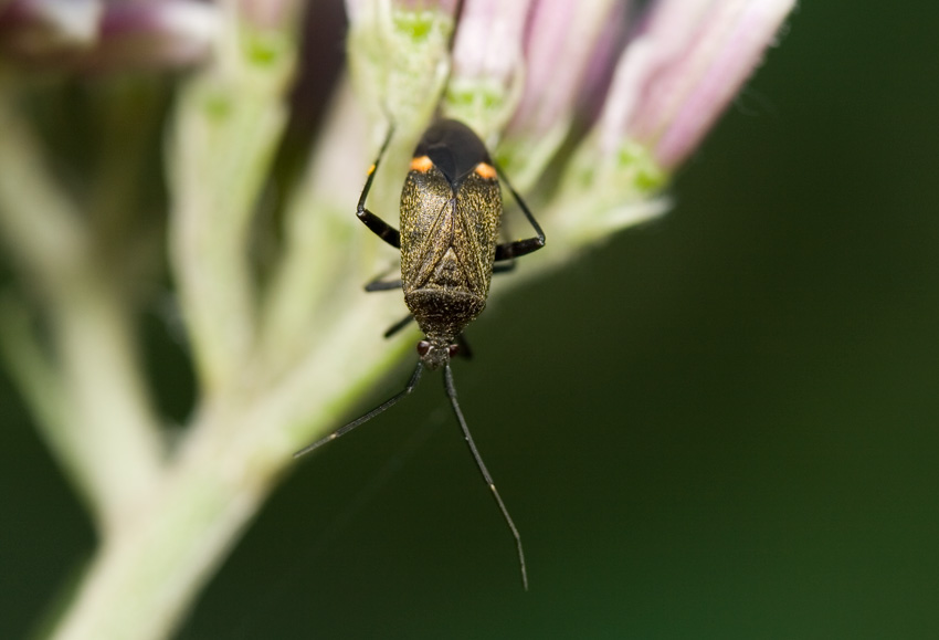 Miridae: Closterotomus cinctipes dell''Appennino umbro