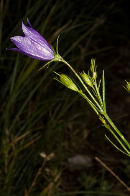 Campanula cfr. pseudostenocodon