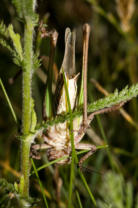 grande e tranquilla: Decticus verrucivorus