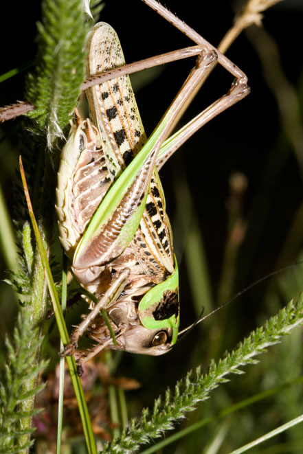 grande e tranquilla: Decticus verrucivorus