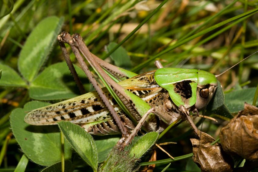 grande e tranquilla: Decticus verrucivorus