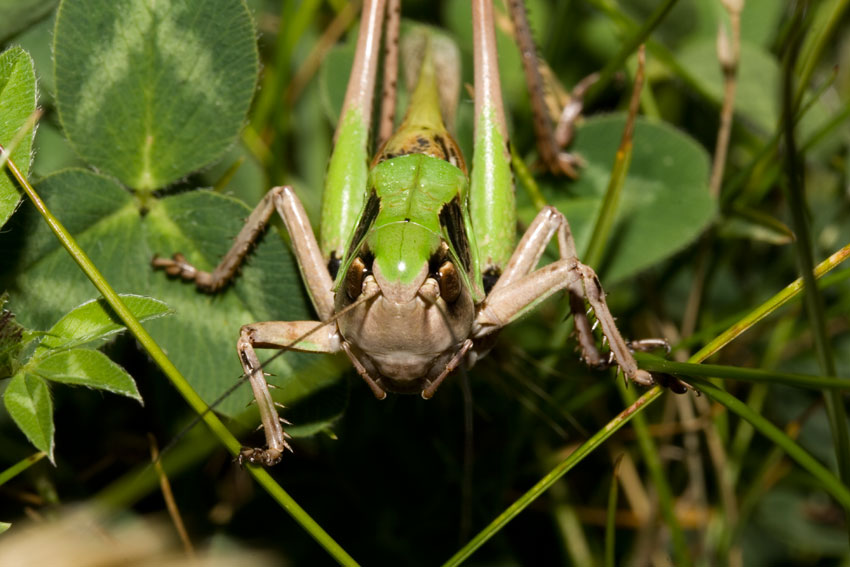 grande e tranquilla: Decticus verrucivorus