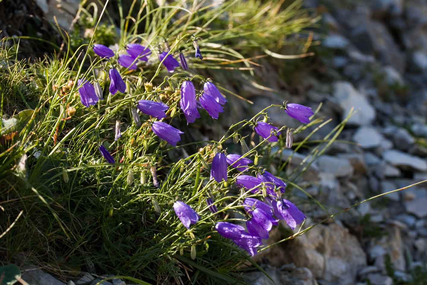 Campanula tanfanii