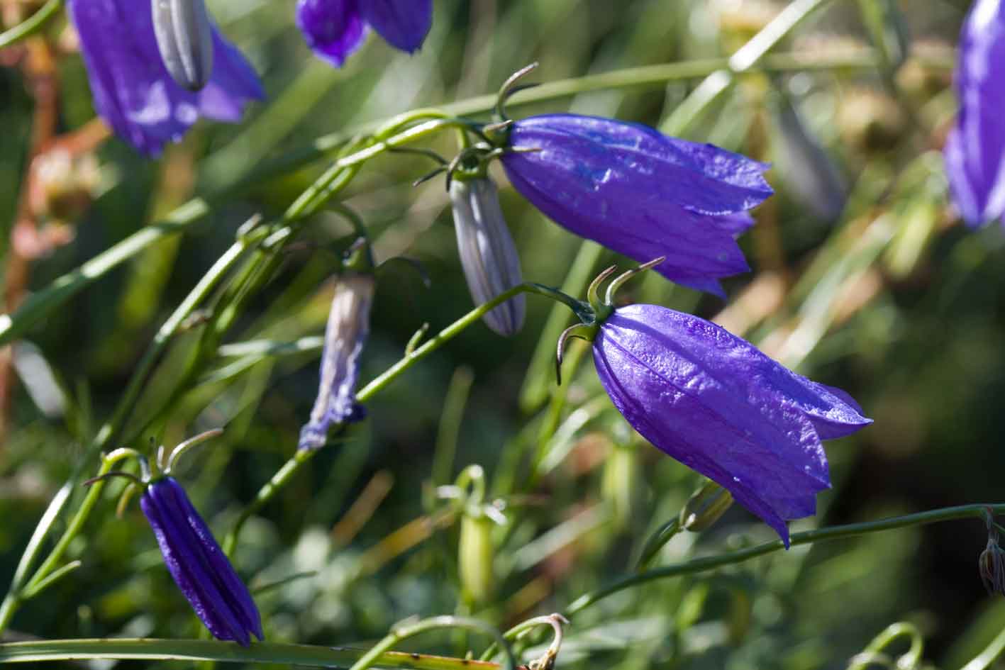 Campanula tanfanii