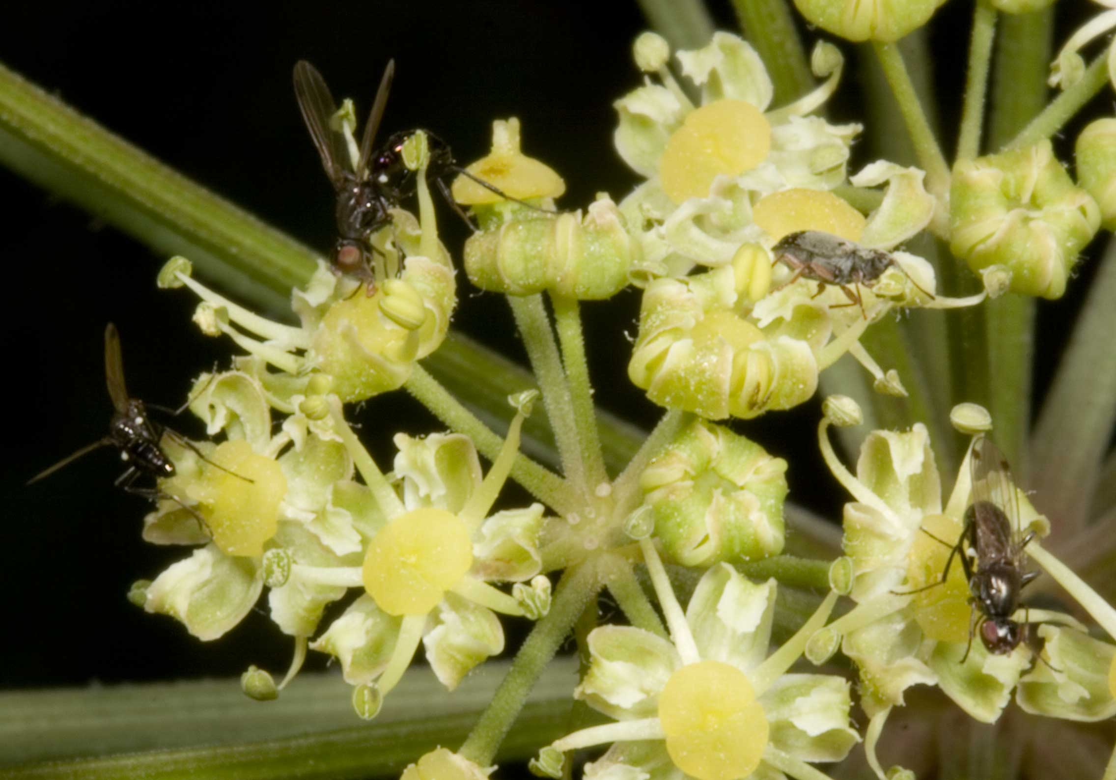 banchetto luculliano