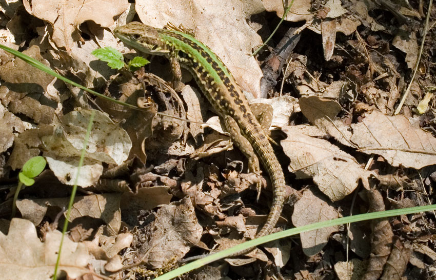 lucertola boschereccia
