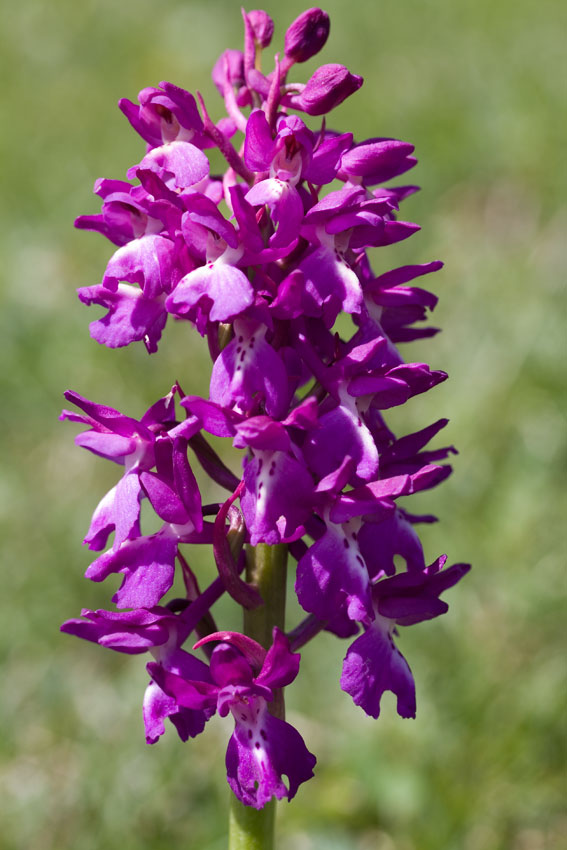 Orchis xpenzigiana - Orchis mascula con foglie maculate