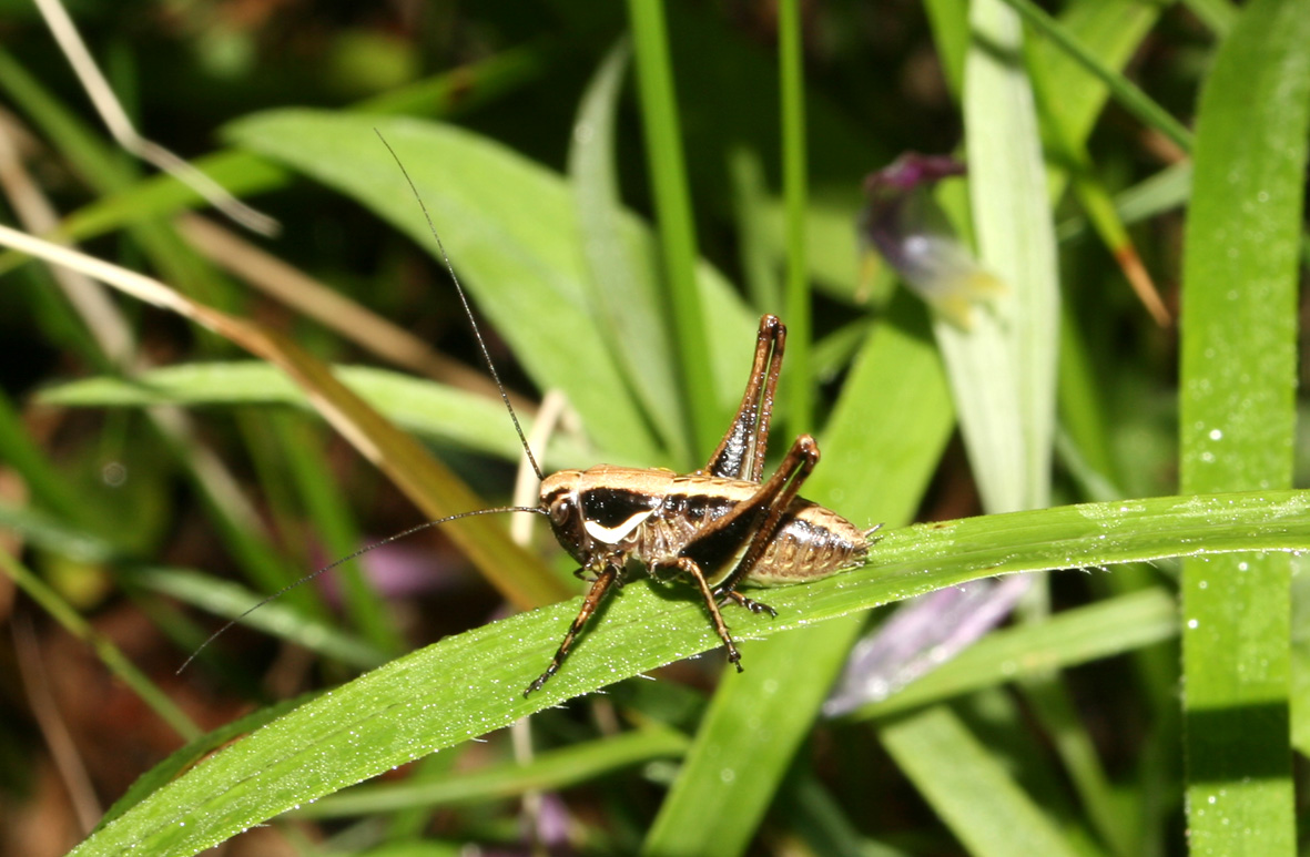 Dal M. Catria: cfr. Pholidoptera fallax (giovane)