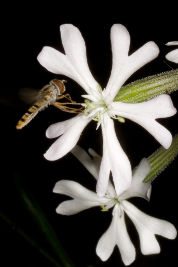 ... su Silene paradoxa