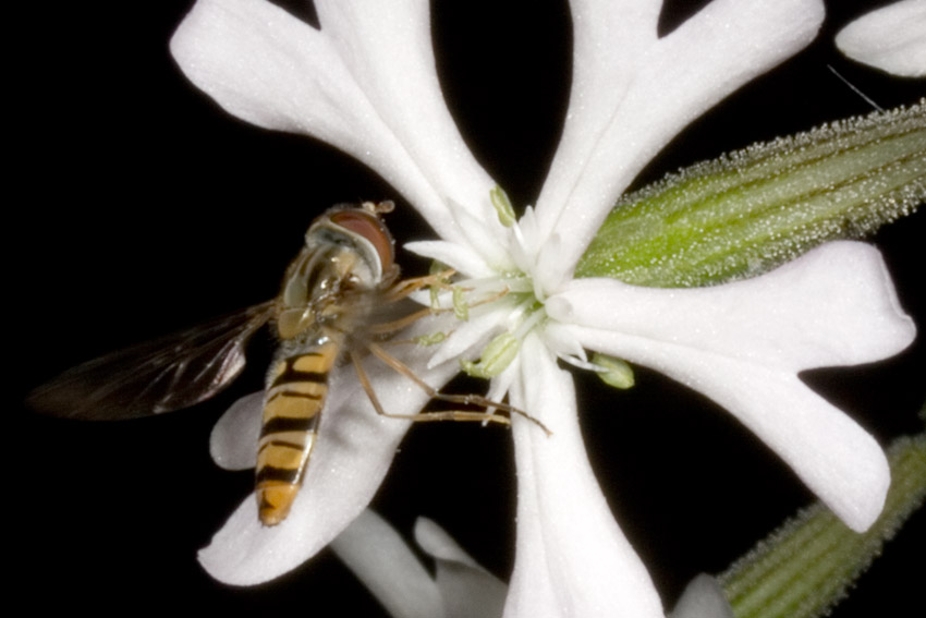 ... su Silene paradoxa
