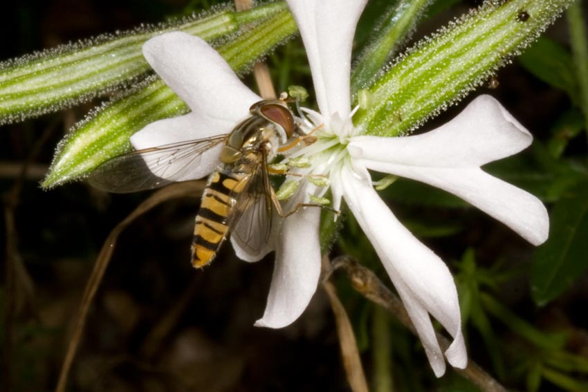 ... su Silene paradoxa