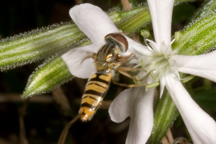 ... su Silene paradoxa
