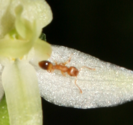 amante delle orchidee