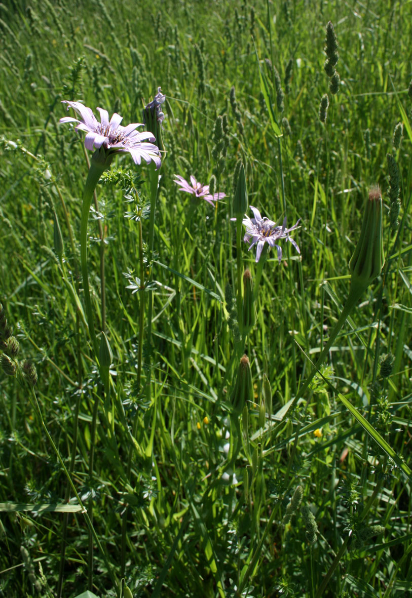 Tragopogon porrifolius / Barba di becco violetta