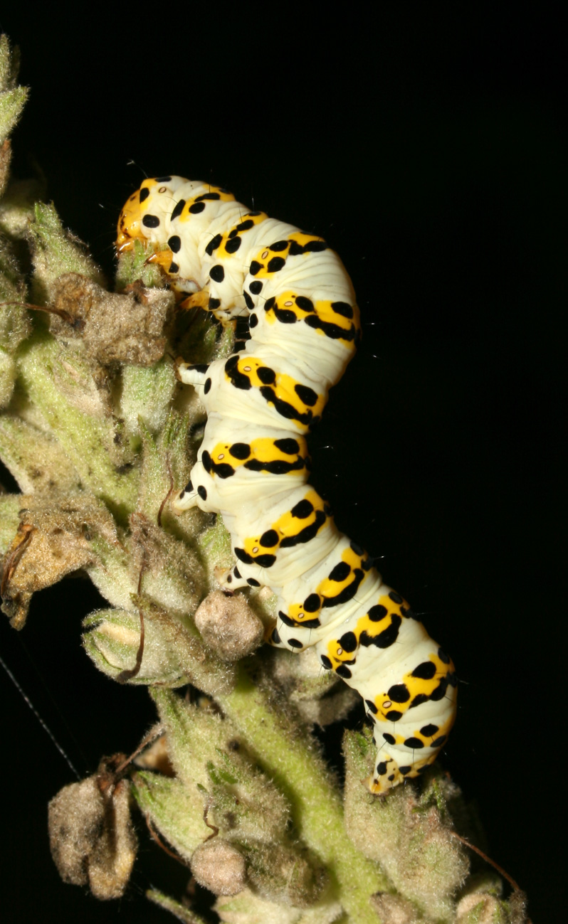 Bruco di Cucullia (Shargacucullia) lychnitis - Noctuidae