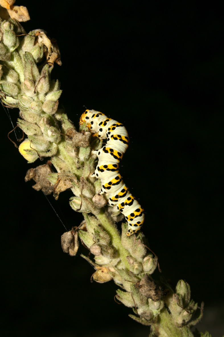 Bruco di Cucullia (Shargacucullia) lychnitis - Noctuidae