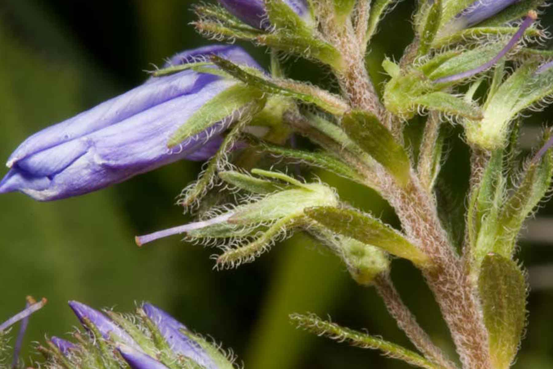 Veronica (?) da ID