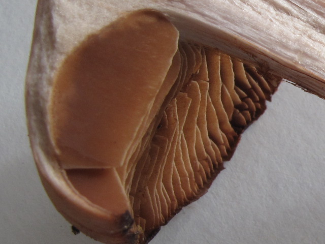 Cortinarius sp. (Cortinarius bulliardii)