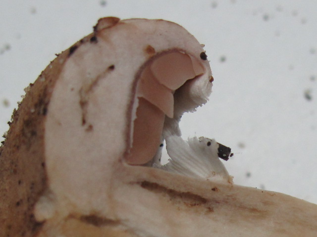 Agaricus