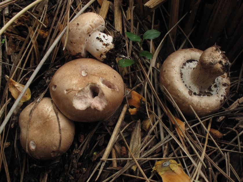 Agaricus