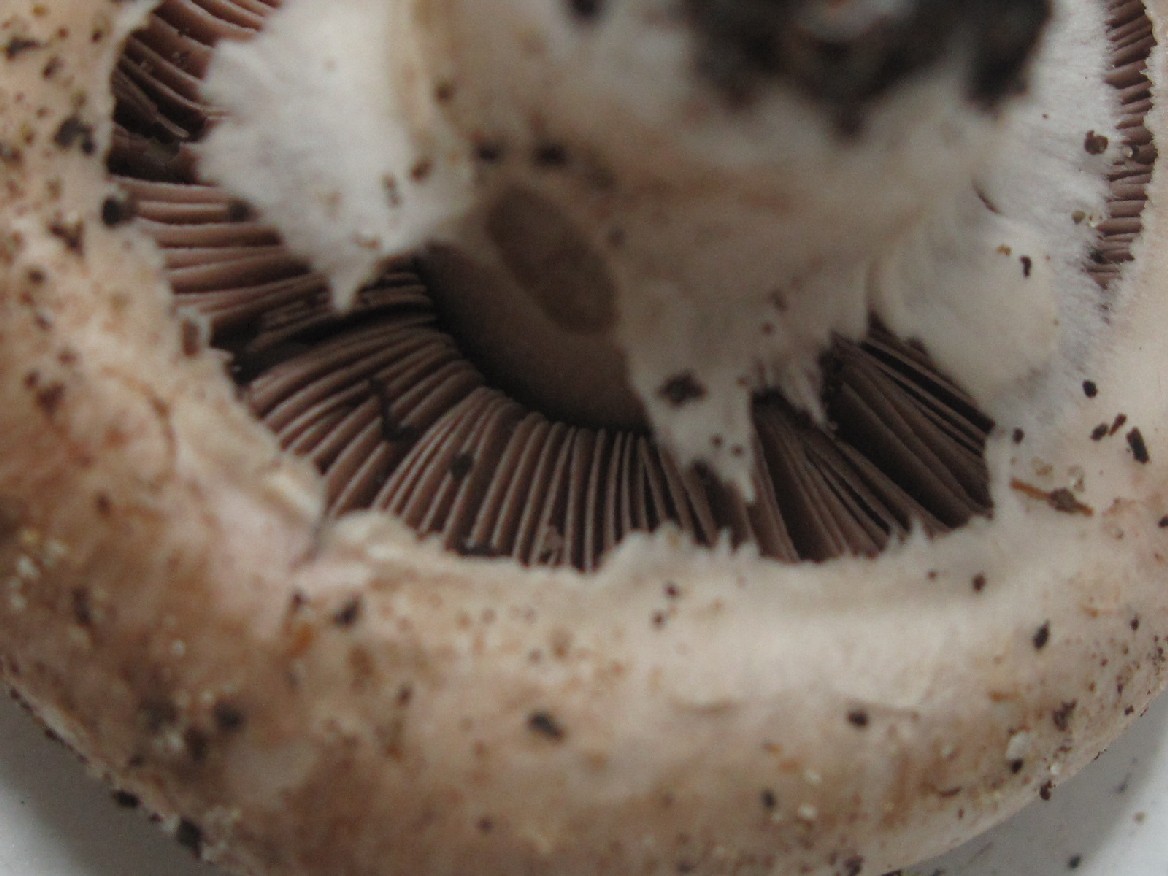 Agaricus