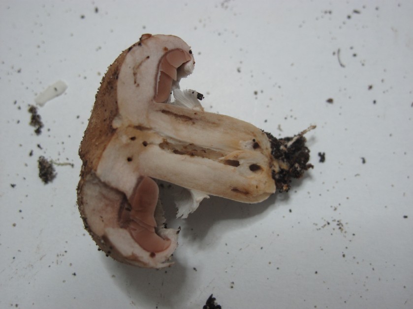 Agaricus