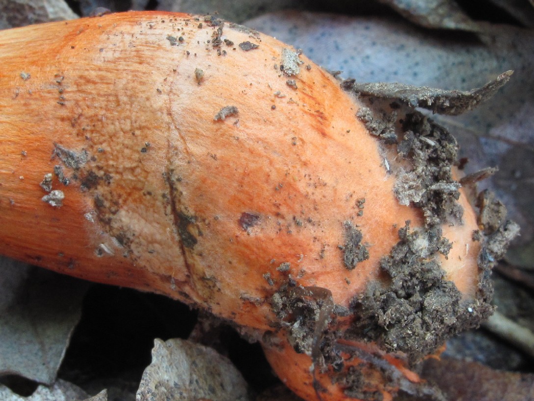 Cortinarius sp. (Cortinarius bulliardii)