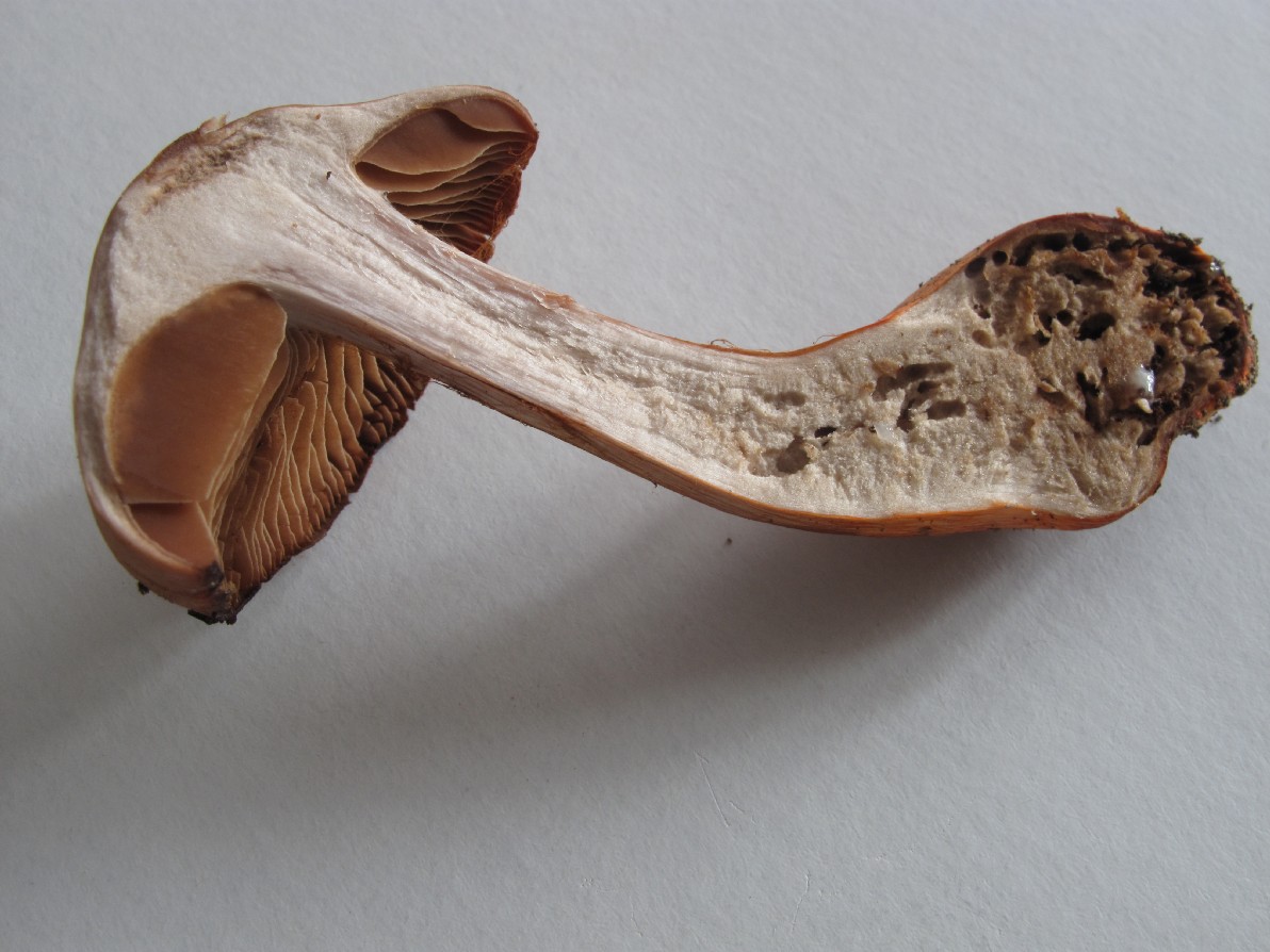 Cortinarius sp. (Cortinarius bulliardii)