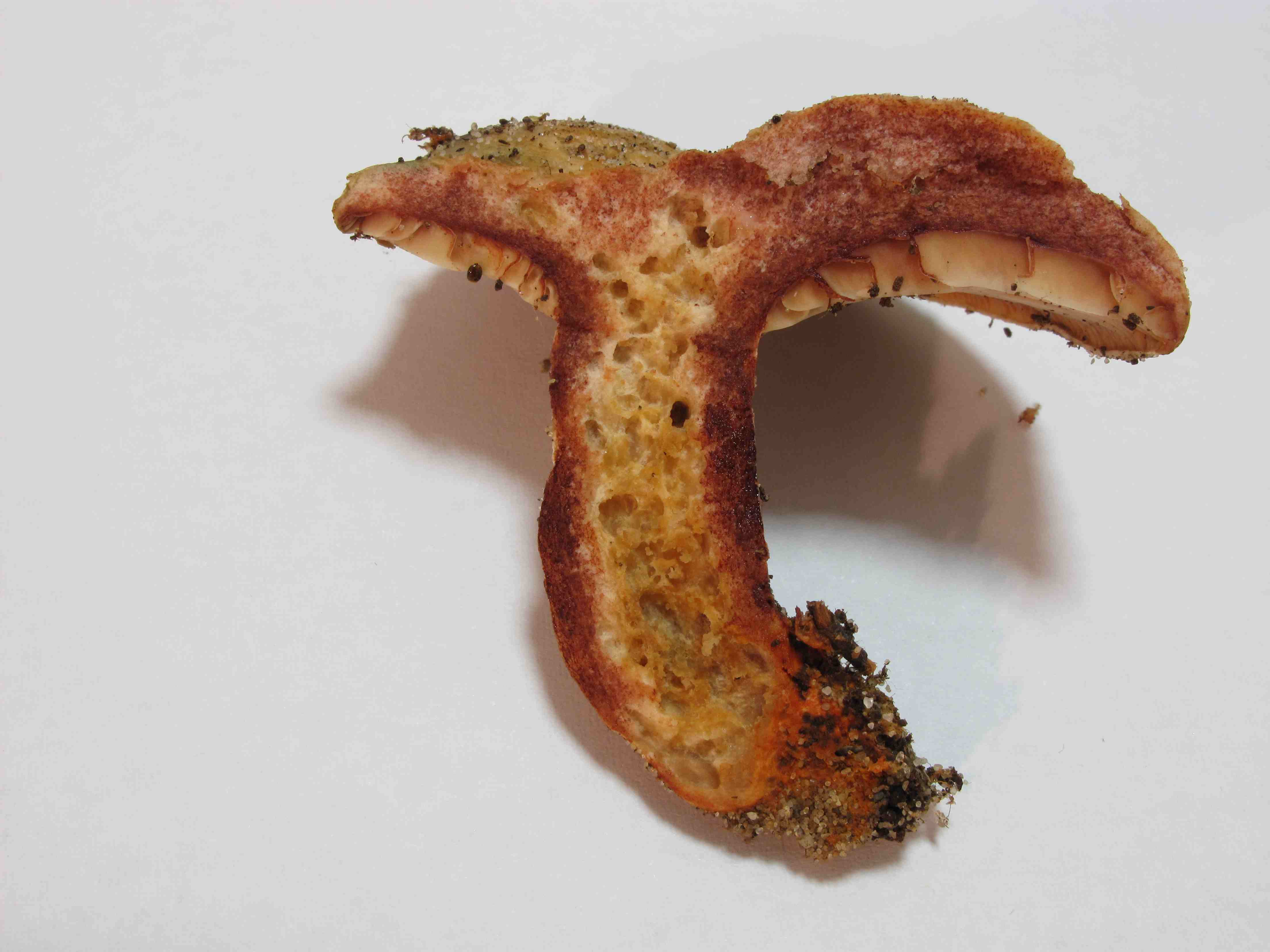 Lactarius sp. (cfr. L. sanguifluus s.l.)