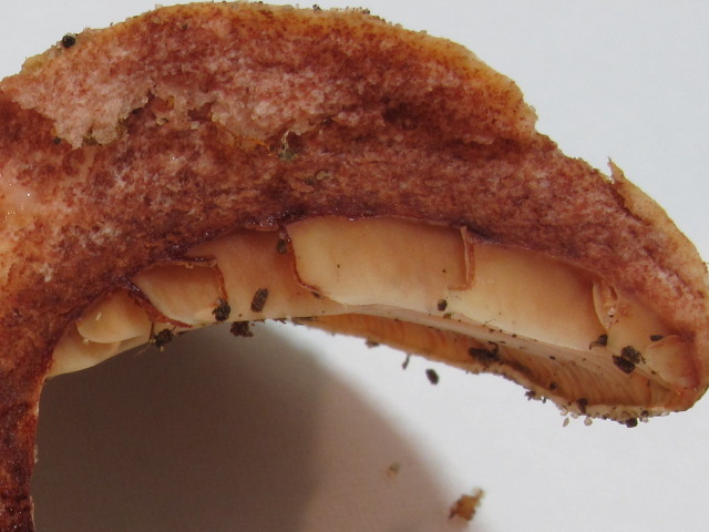 Lactarius sp. (cfr. L. sanguifluus s.l.)