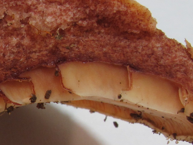 Lactarius sp. (cfr. L. sanguifluus s.l.)