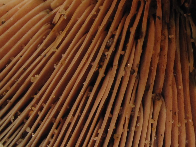 Lactarius sp. (cfr. L. sanguifluus s.l.)