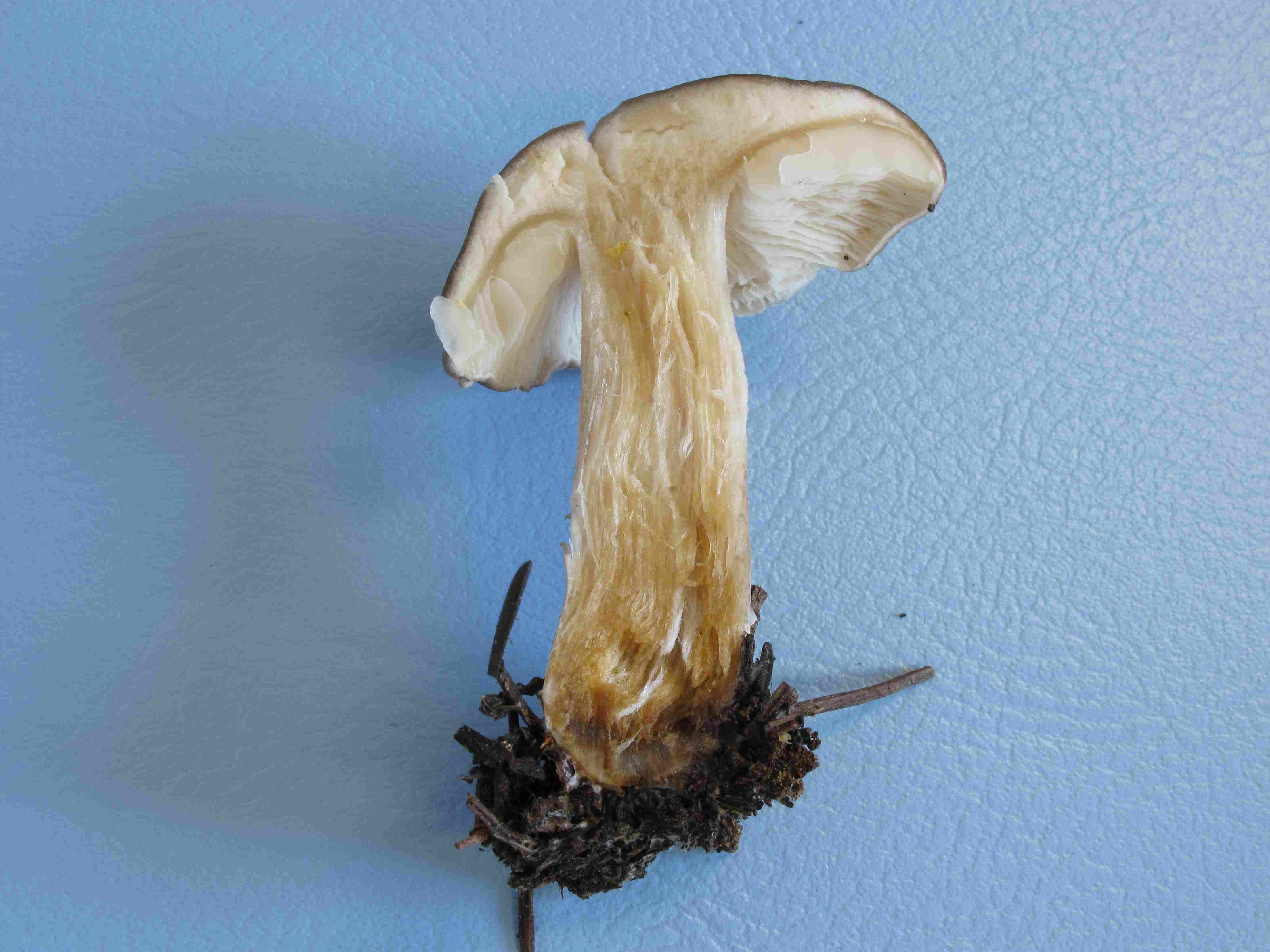 Da determinare...!!! (cfr. Melanoleuca sp.)